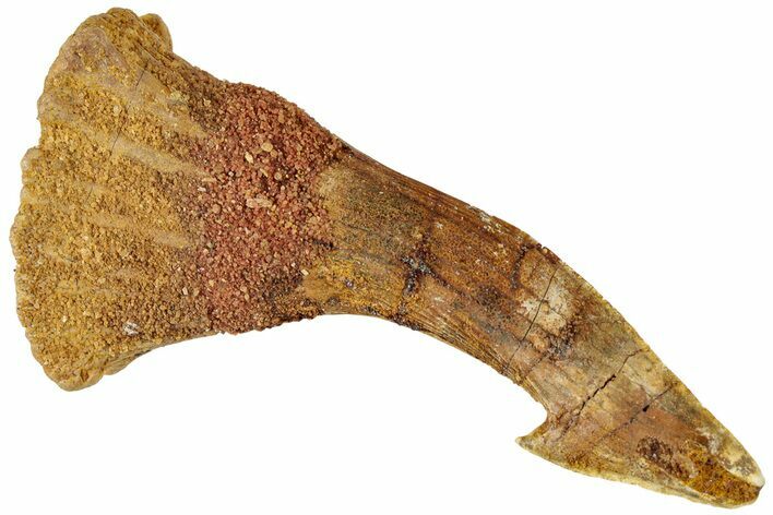 Fossil Sawfish (Onchopristis) Rostral Barb - Morocco #311225
